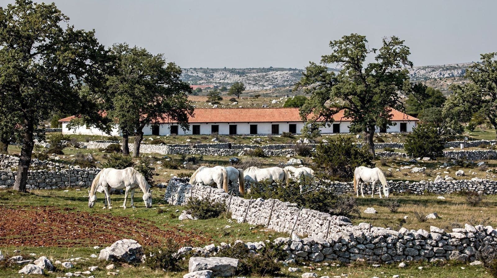 Lipica et les chevaux qui ont survécu aux empires