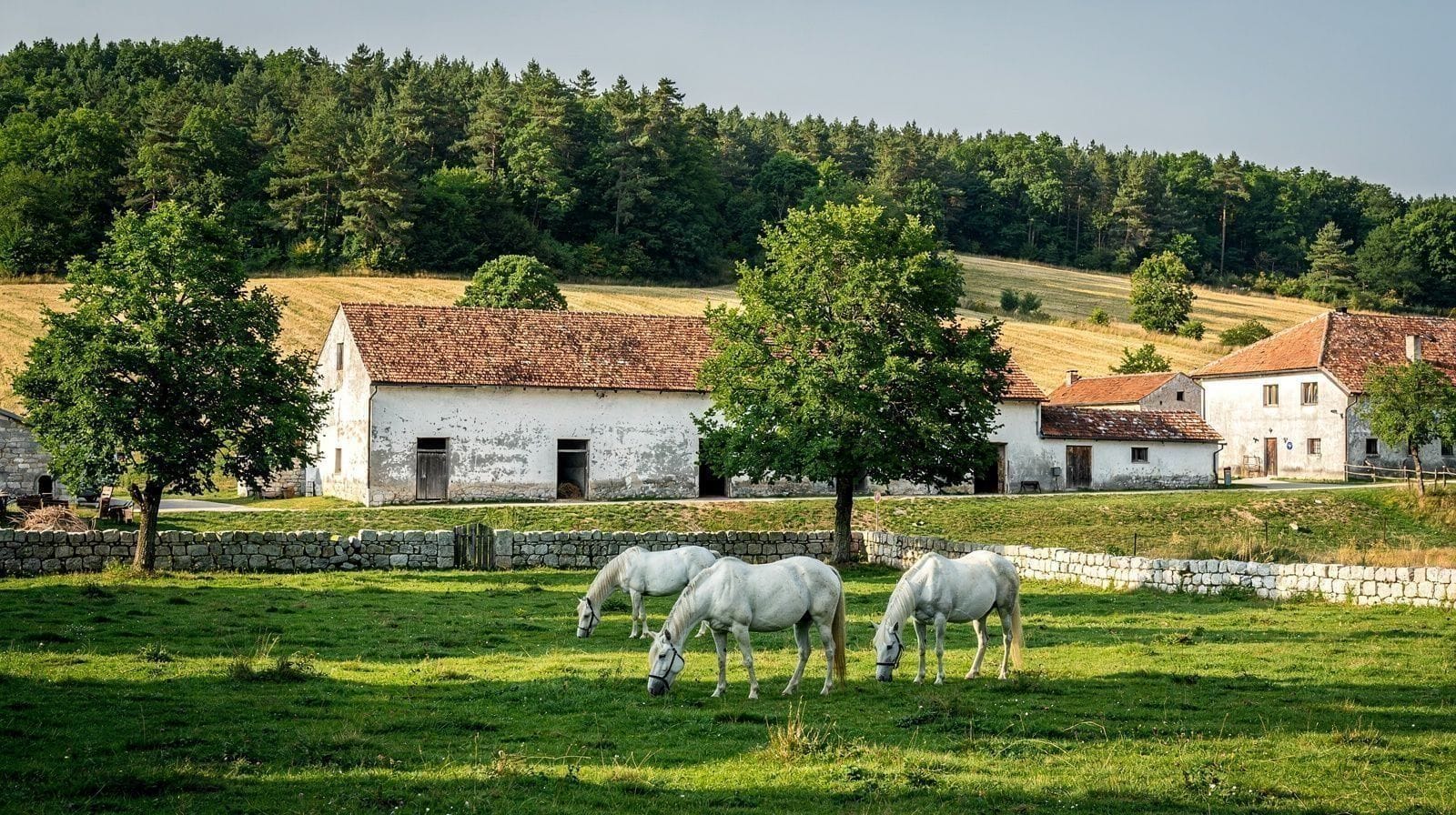 Le haras de Lipica : depuis 1580, le berceau du cheval lipizzan