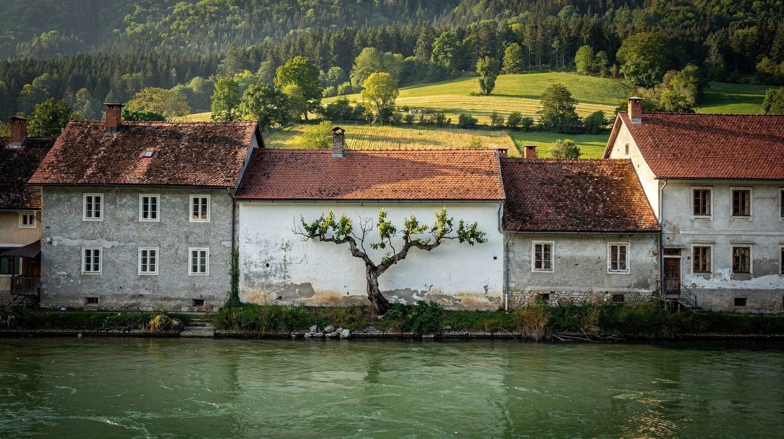 Maribor : la deuxième ville de Slovénie et sa vigne vieille de 400 ans