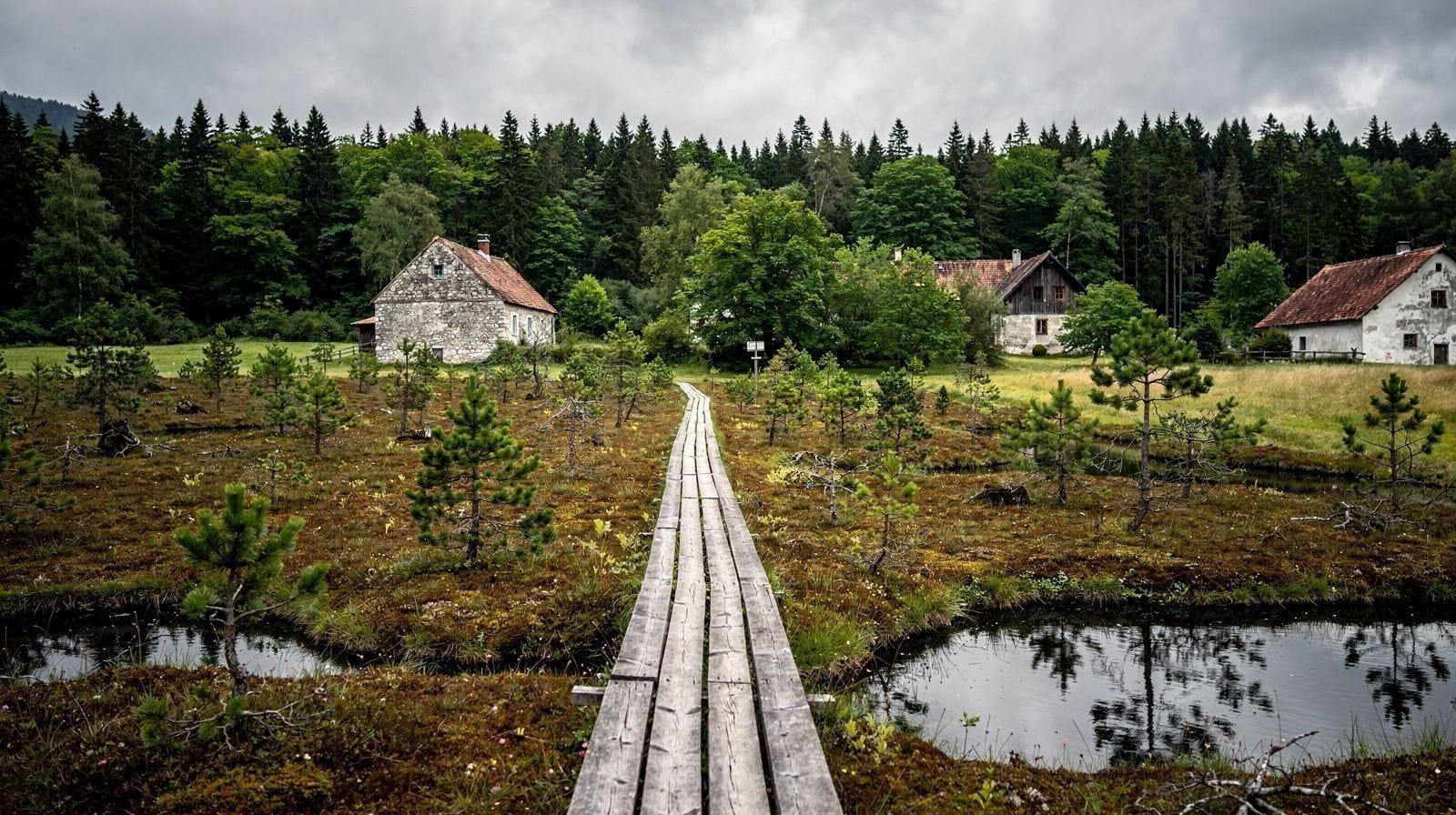 Plateau de Pokljuka