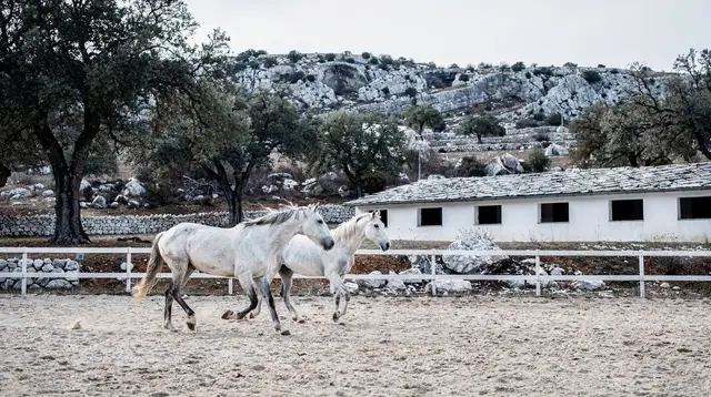 Visiting the Lipica Stud Farm: A Practical Day Trip Guide