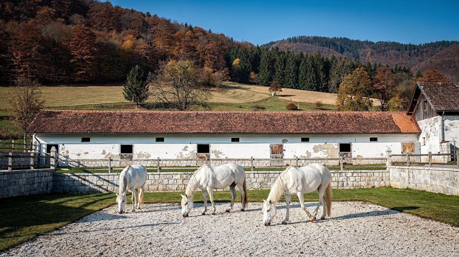 Cavalos Lipizzanos e Passeios a Cavalo na Eslovénia
