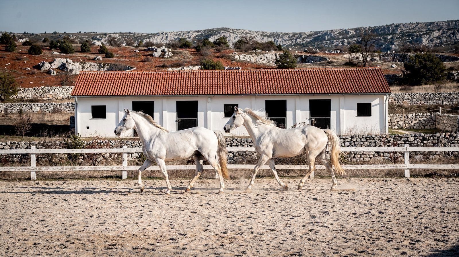 O Cavalo Lipicano: Uma Tradição Nascida em Lipica, Não em Viena
